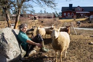 Kalle tar en kort vilopaus i vårsolen bland fåren. Den fina gården är omgiven av hagar och skog.